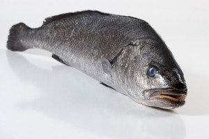 101001-2_Corvina heel 1-2 kg