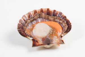 Coquilles in de schelp