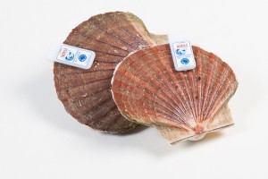 305005-1_Coquilles schelp gedoken 11-12 cm