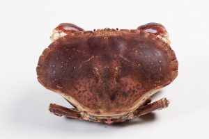 306001-1_Krab Noordzee 600 gram +